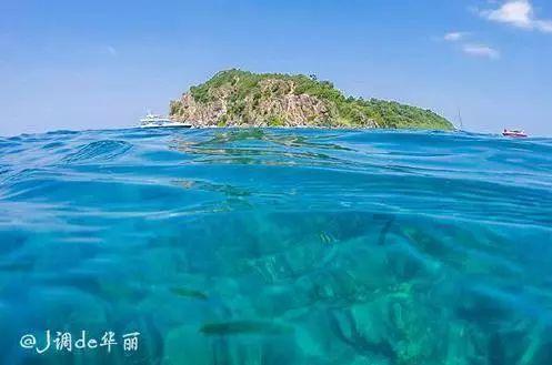 白孔雀救援